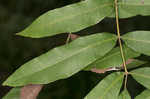 Water hickory